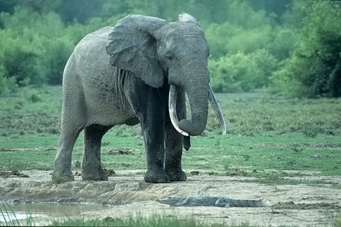 http://www.transafrika.org/media/Bilder Ghana/elefant ghana.jpg